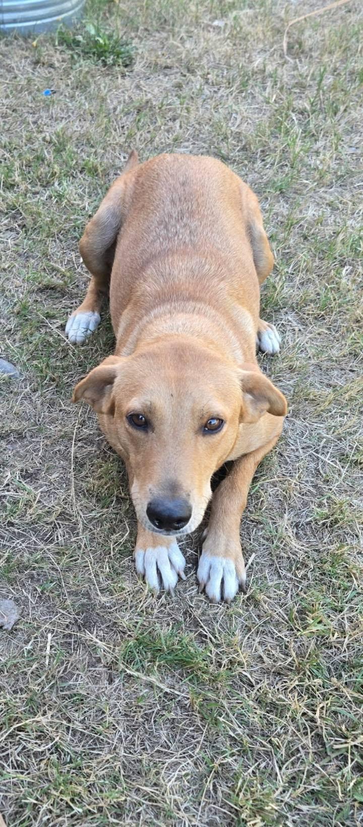 Goldie, Adoptable, Adult Female Mixed Breed.