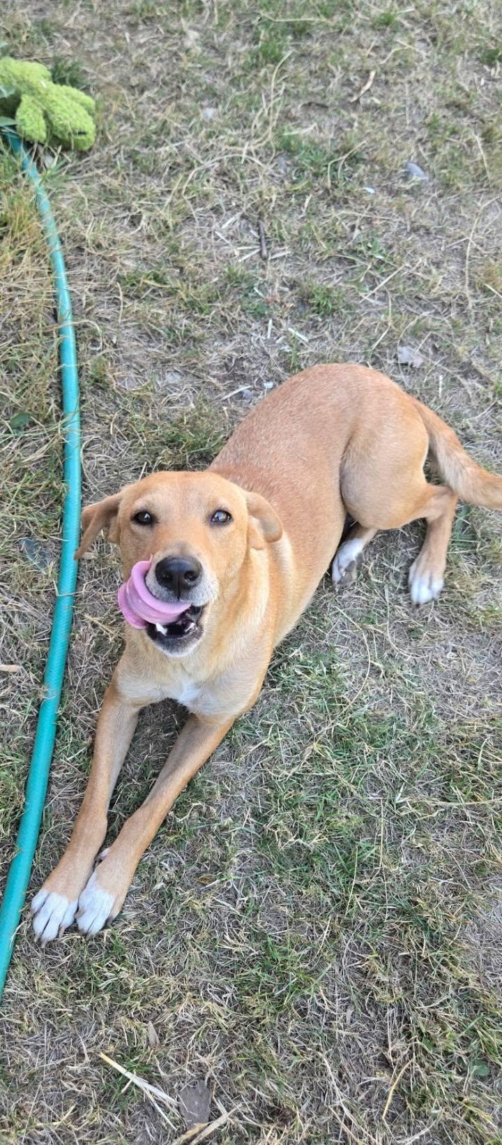 Goldie, a Adoptable mixed breed in Rochester, WA image 2/4