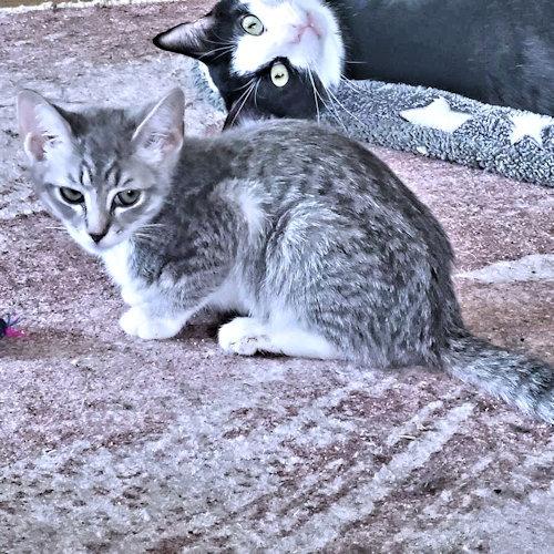Susan, Adoptable, Young Female Tabby.
