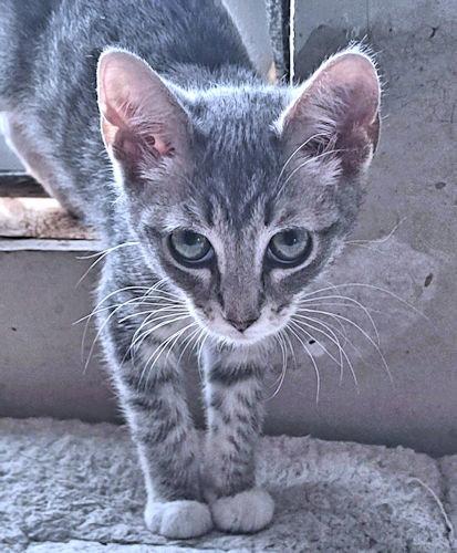 Enlarge Susan, a Adoptable Tabby in Rutherfordton, NC image 2/3