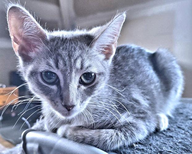 Enlarge Susan, a Adoptable Tabby in Rutherfordton, NC image 3/3