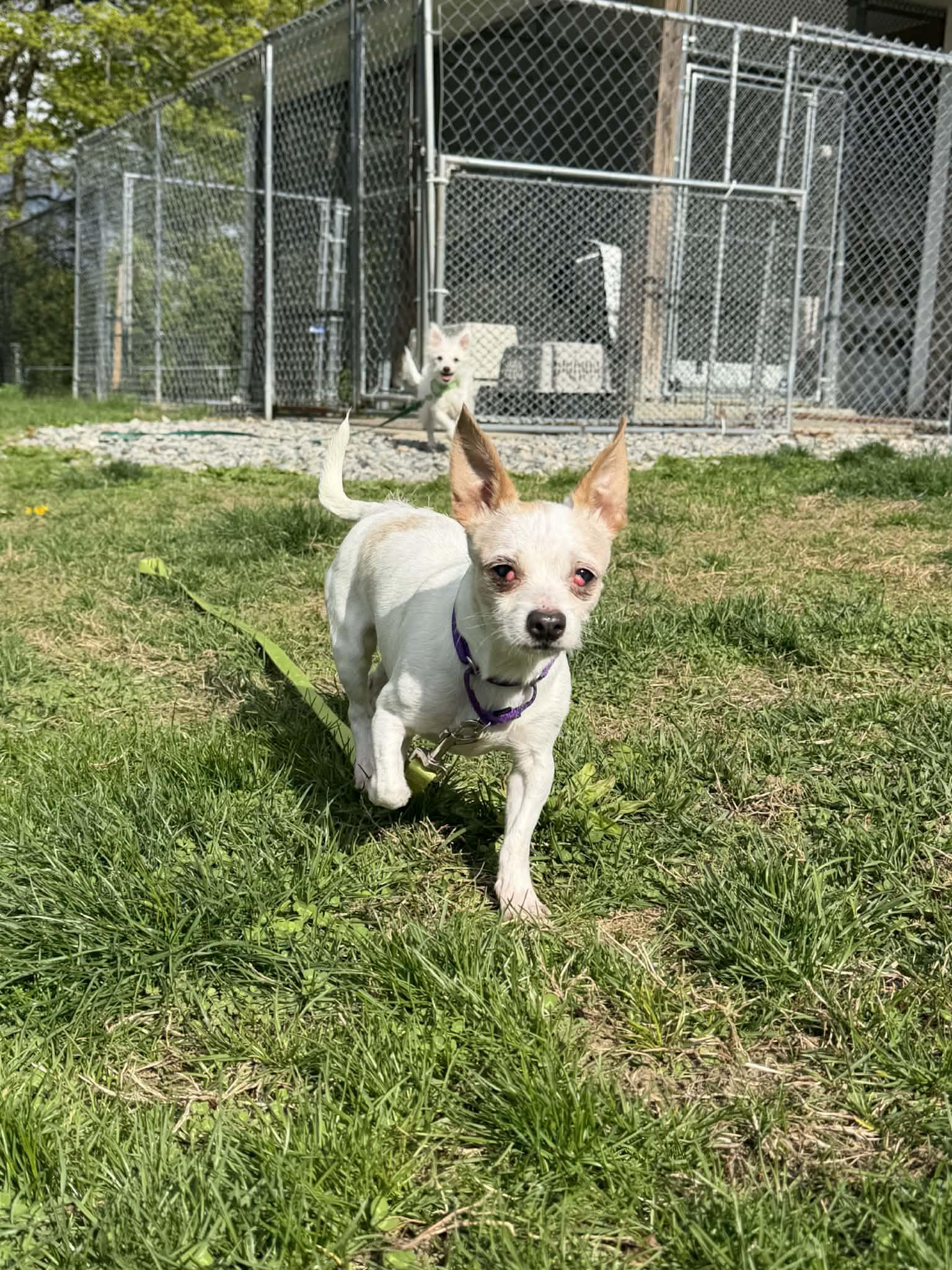 CINDY Brady Bunch, Adoptable, Adult Female Maltese & Chihuahua.