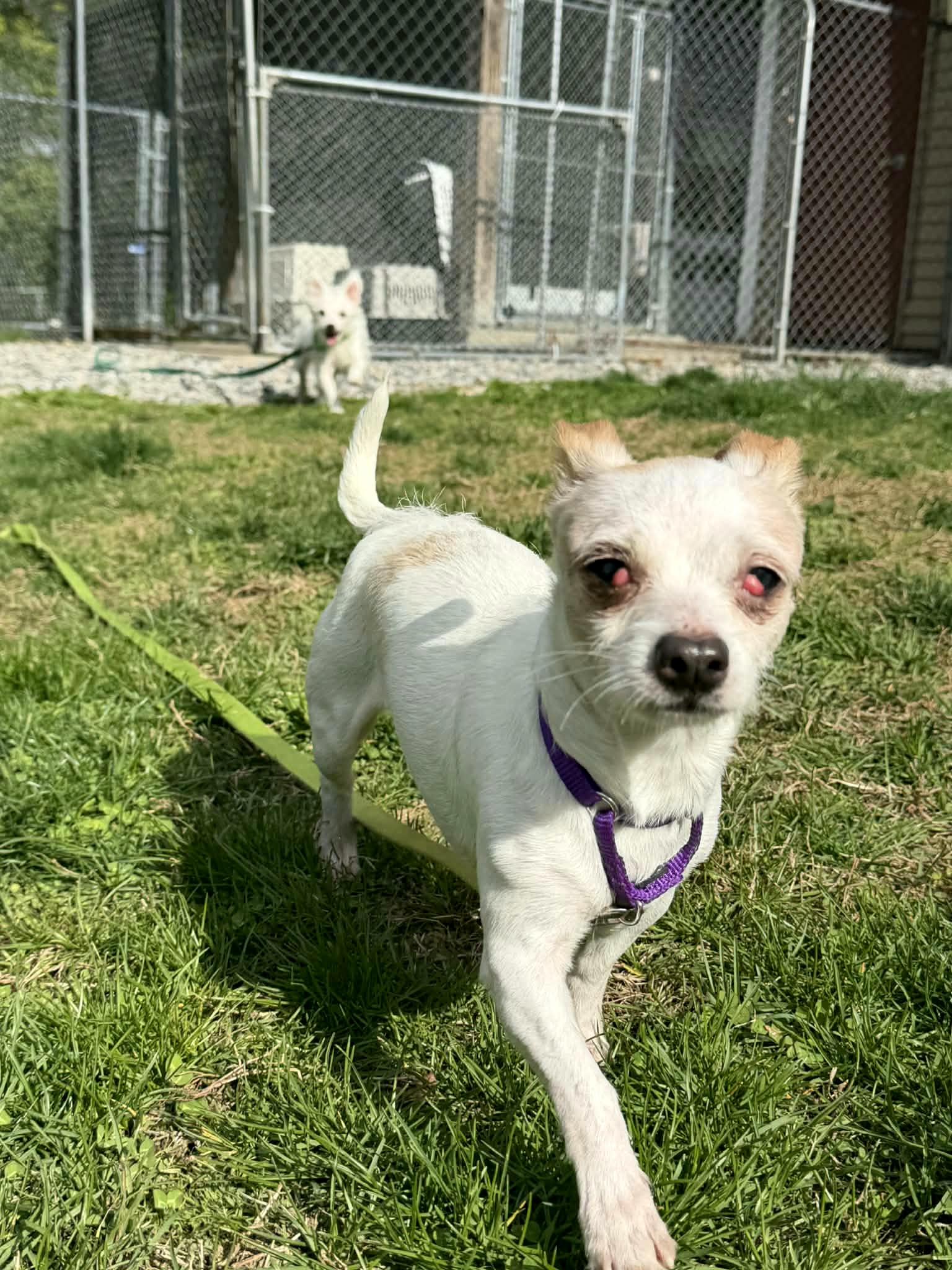 CINDY Brady Bunch, a Adoptable mixed breed in Terryville, CT image 2/5