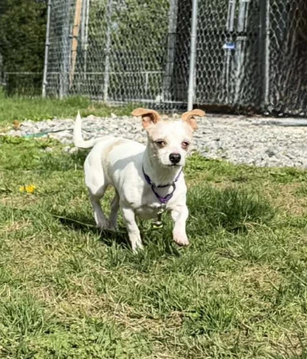 CINDY Brady Bunch, a Adoptable mixed breed in Terryville, CT image 3/5
