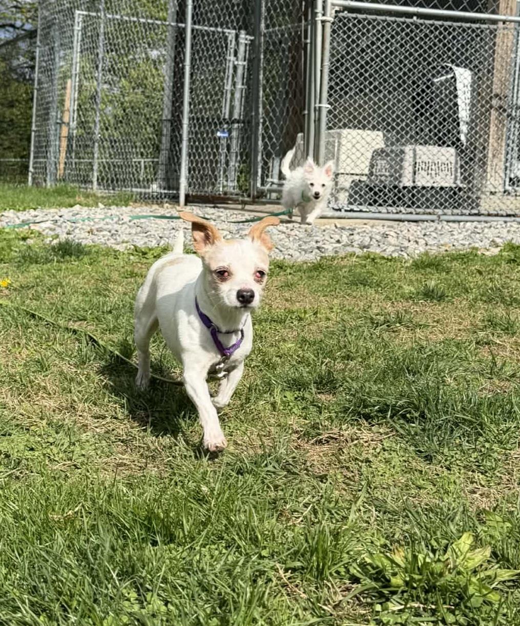 CINDY Brady Bunch, a Adoptable mixed breed in Terryville, CT image 5/5