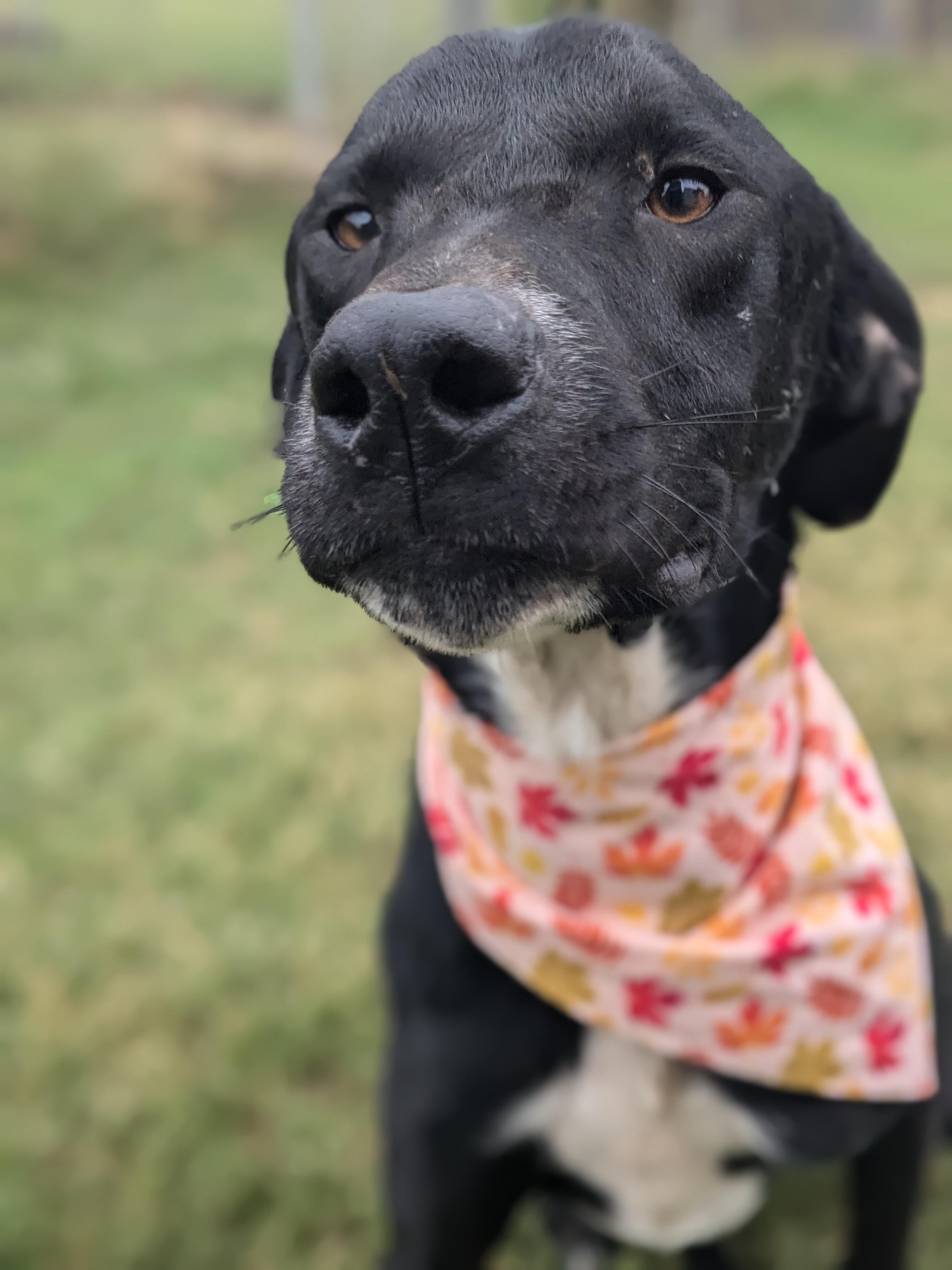 Enlarge Harley, a Adoptable mixed breed in Newport, AR image 1/5