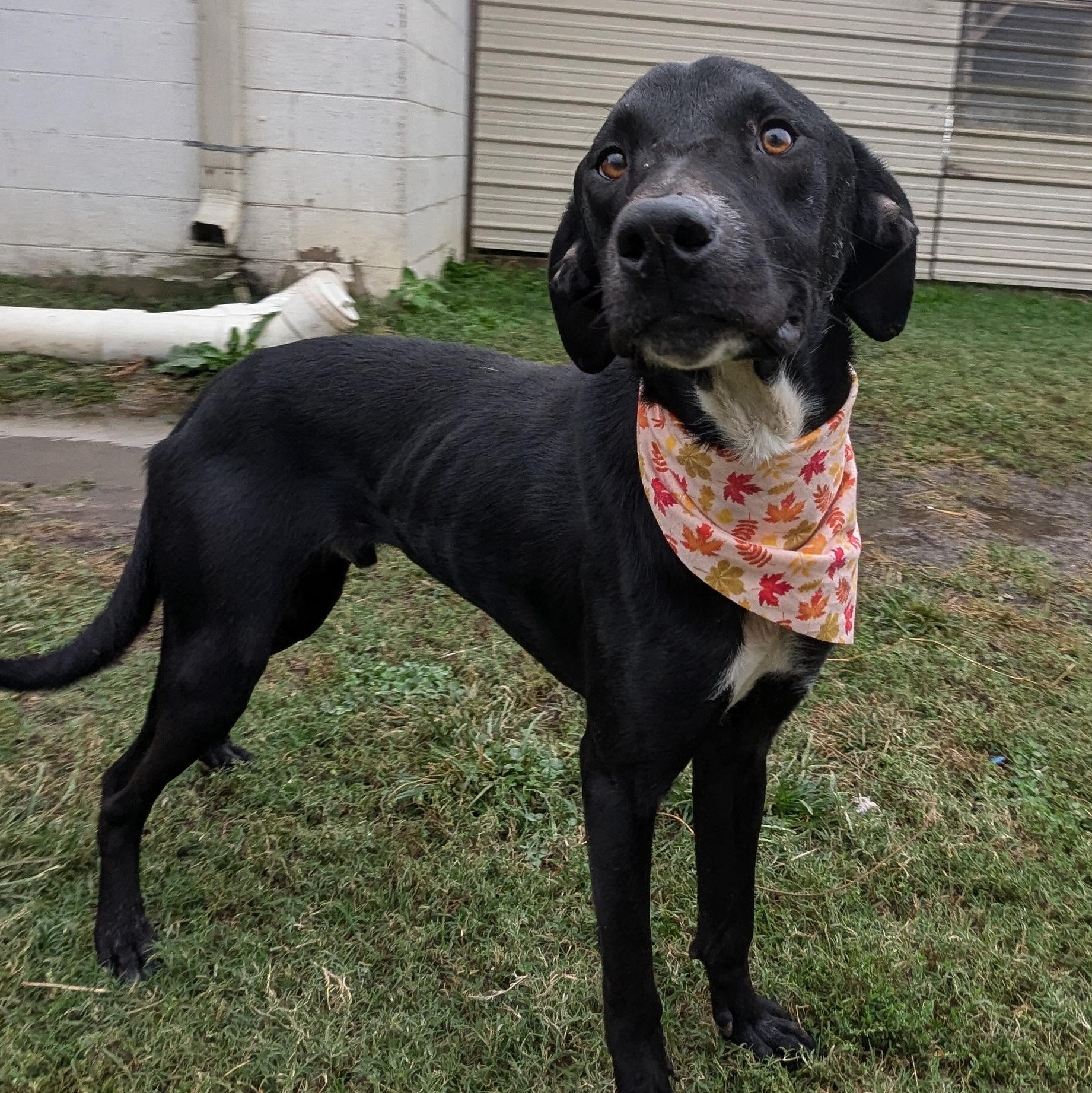 Enlarge Harley, a Adoptable mixed breed in Newport, AR image 3/5