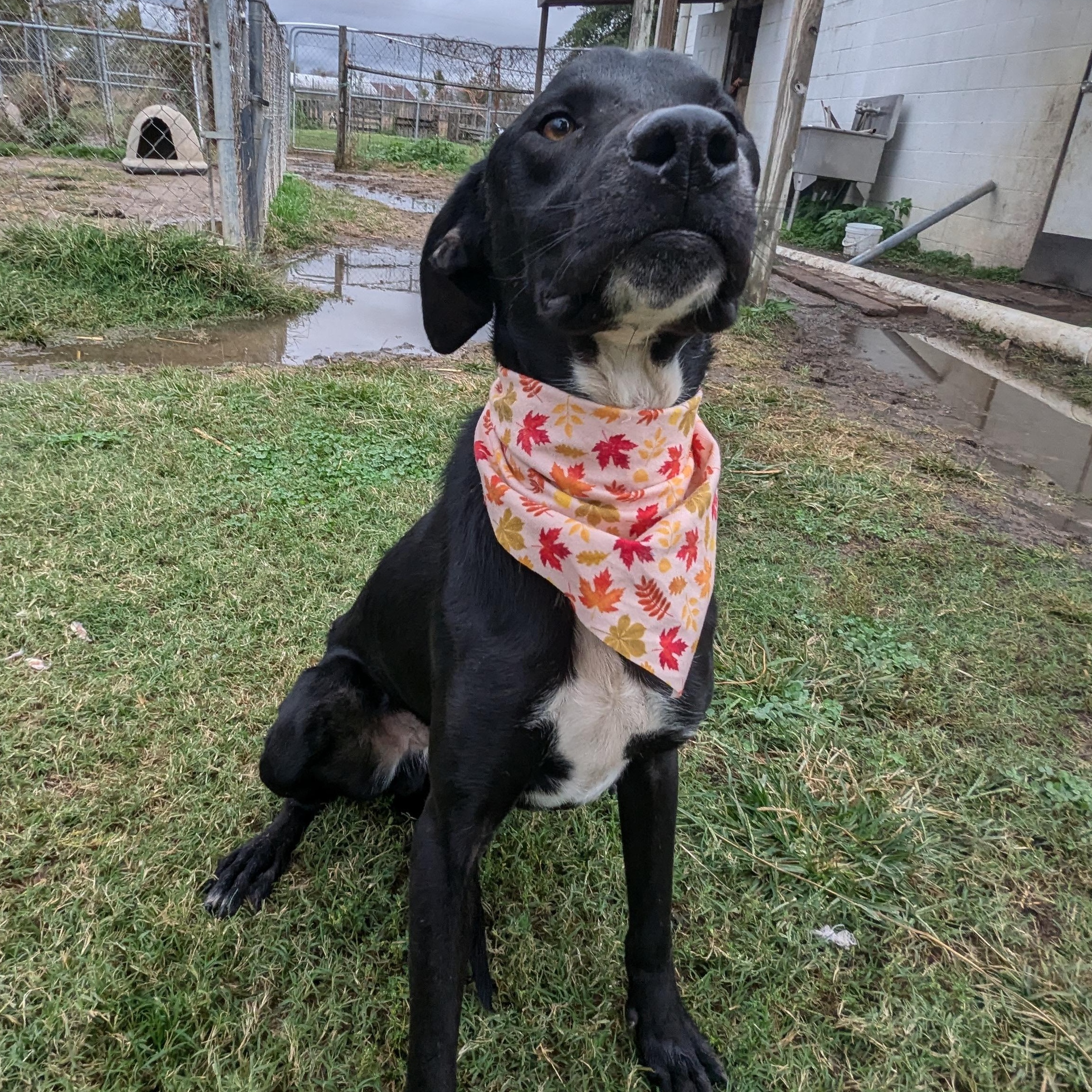 Enlarge Harley, a Adoptable mixed breed in Newport, AR image 4/5