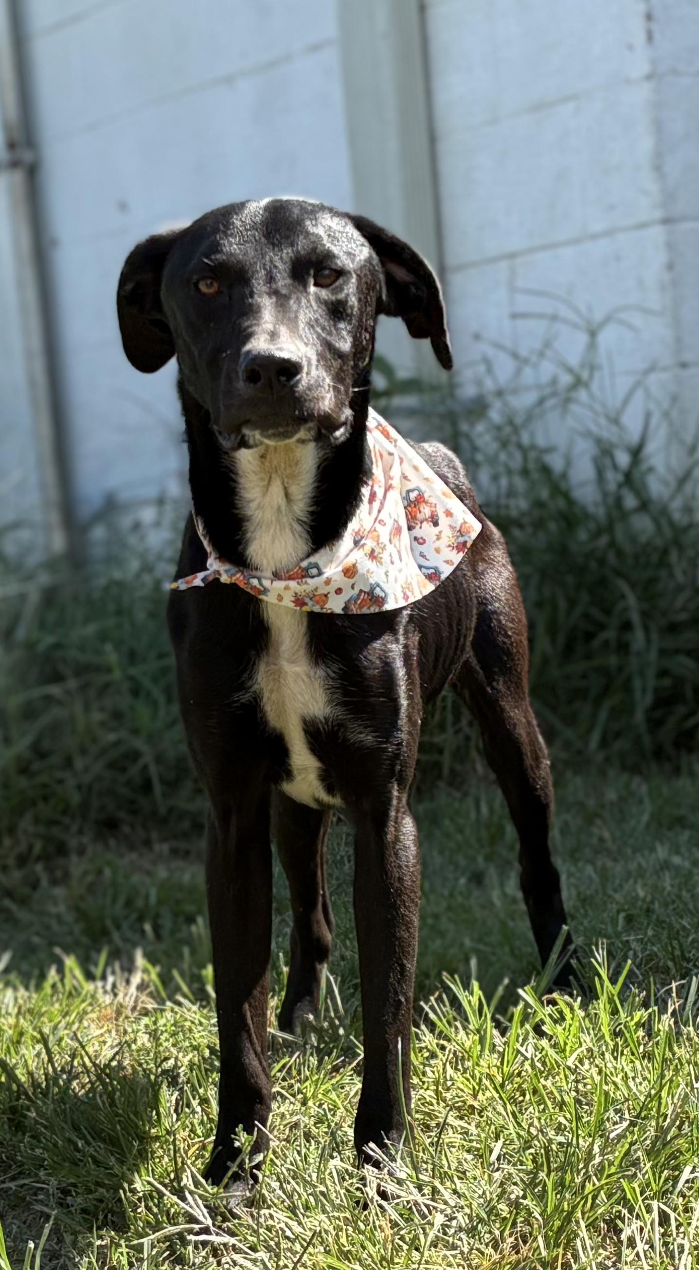 Enlarge Harley, a Adoptable mixed breed in Newport, AR image 2/5