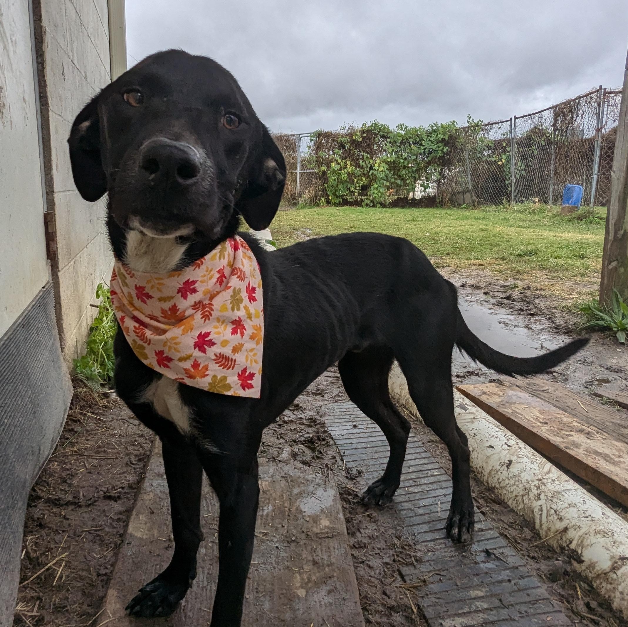 Enlarge Harley, a Adoptable mixed breed in Newport, AR image 5/5