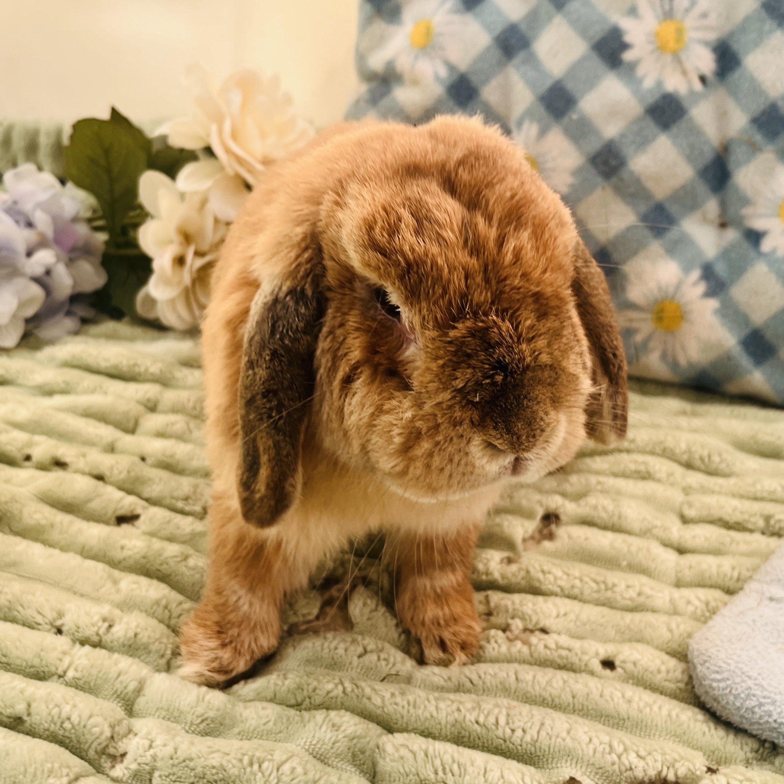 Nami, a ADOPTABLE Holland Lop in Oakland, CA image 2/6