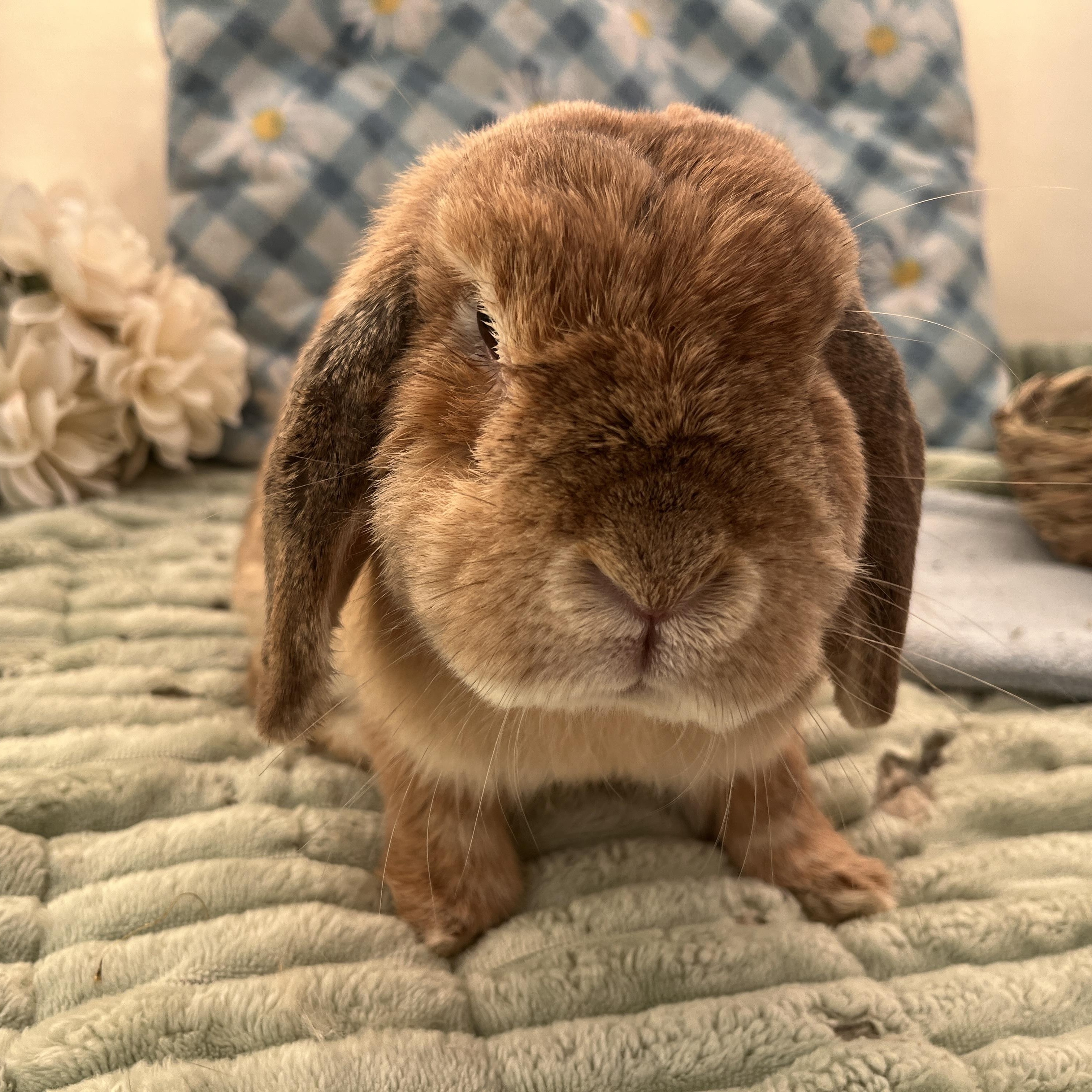 Nami, a ADOPTABLE Holland Lop in Oakland, CA image 4/6