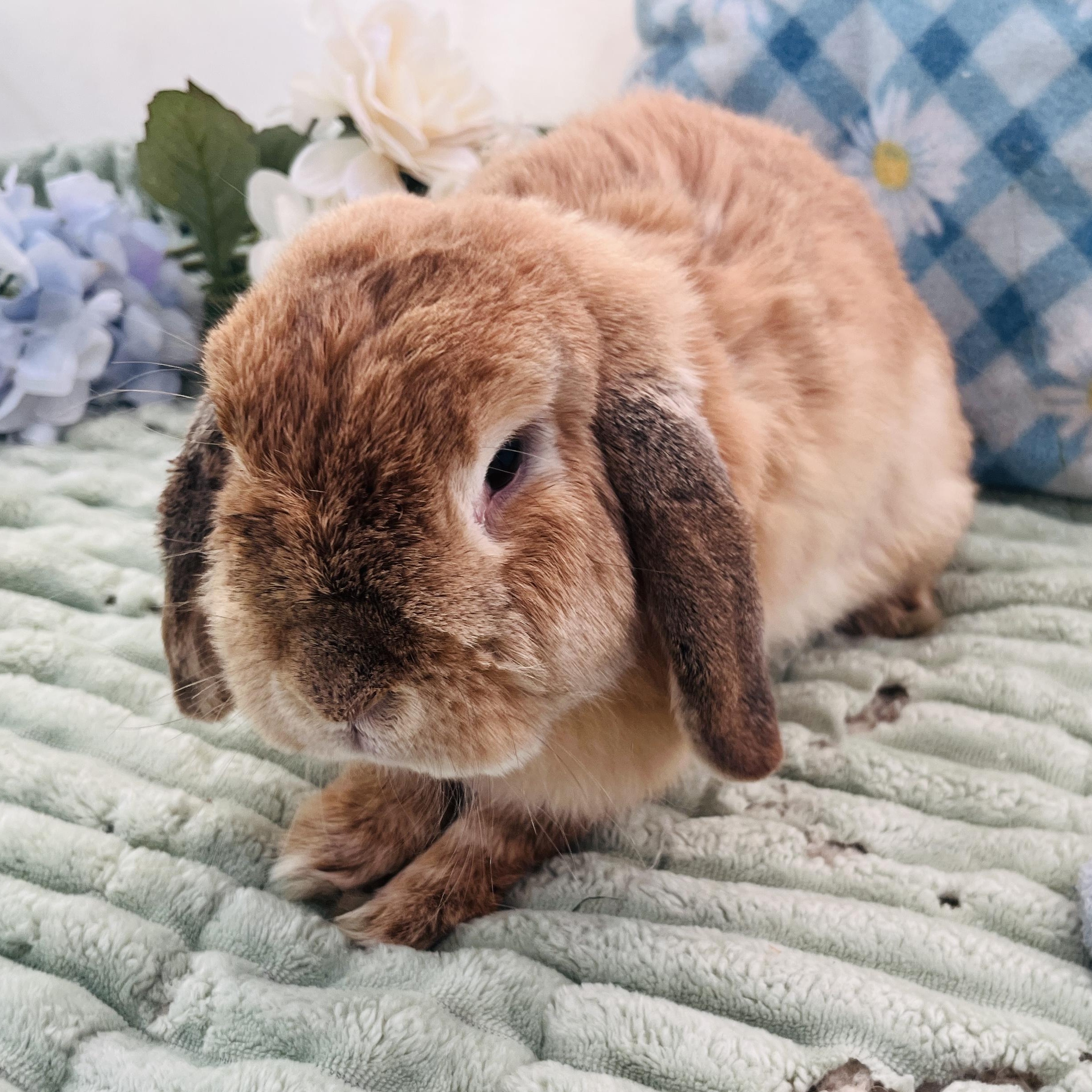 Nami, ADOPTABLE, Senior Male Holland Lop.