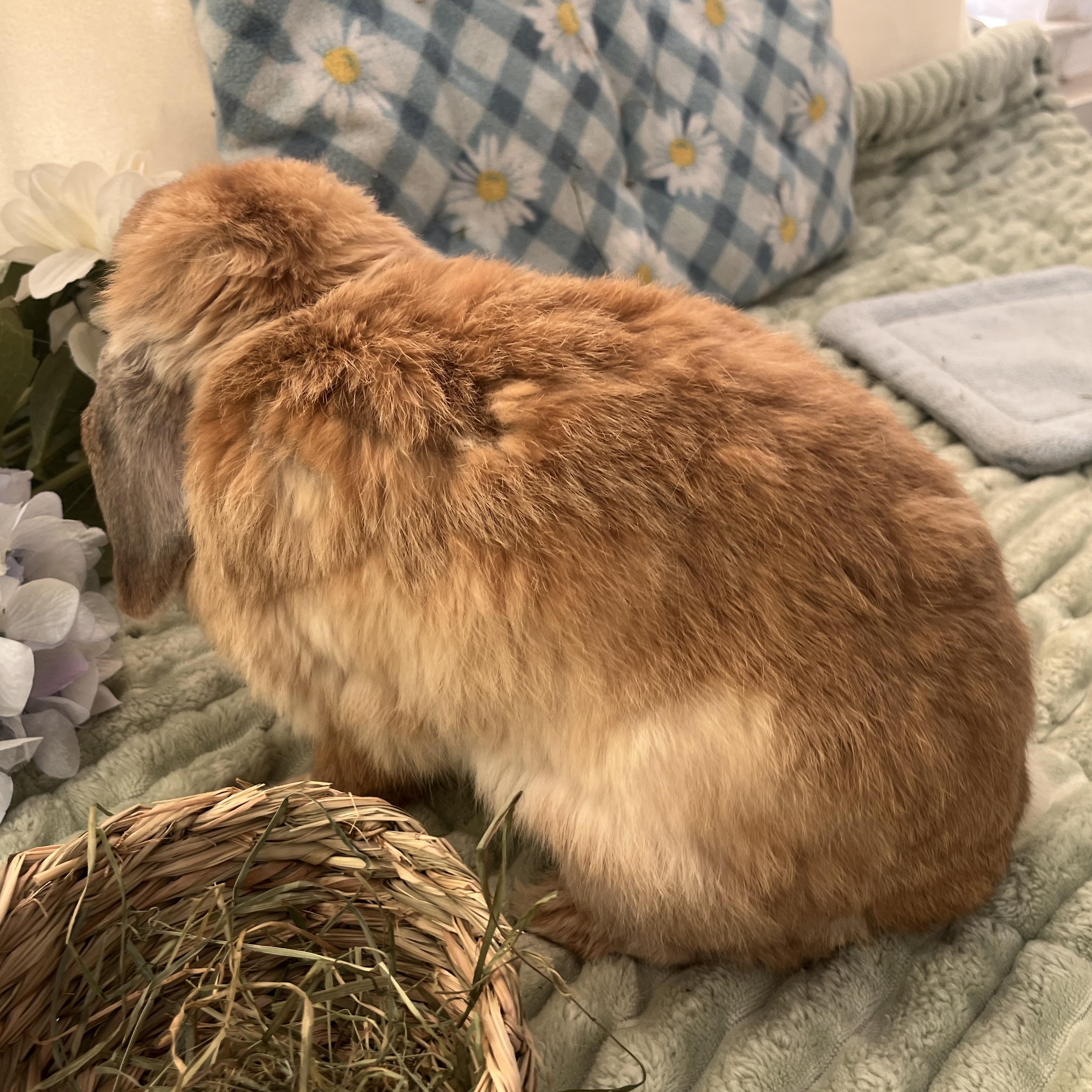 Nami, a ADOPTABLE Holland Lop in Oakland, CA image 3/6