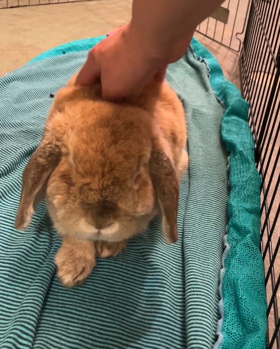 Enlarge Nami, a ADOPTABLE Holland Lop in Oakland, CA video 5/6