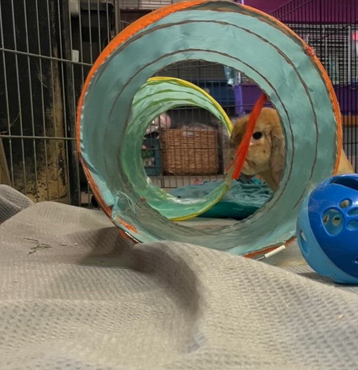 Enlarge Nami, a ADOPTABLE Holland Lop in Oakland, CA video 6/6