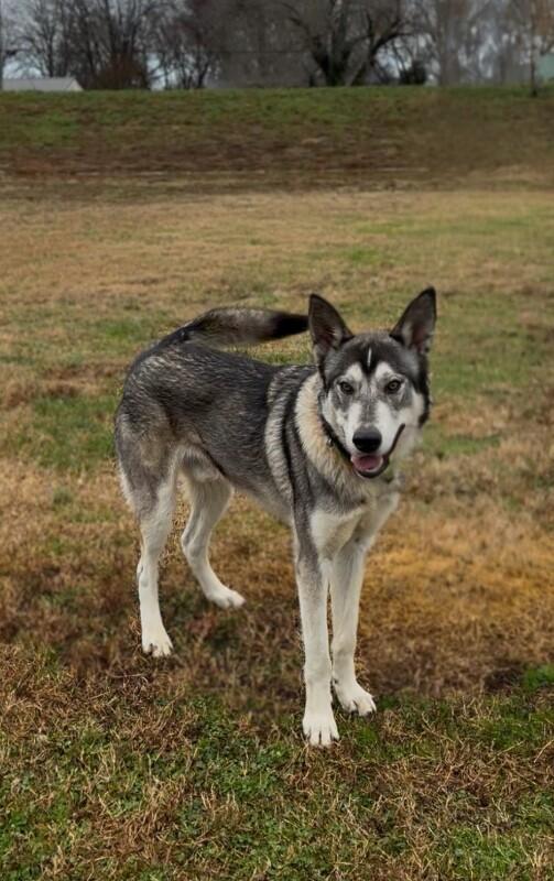 Mika, Adoptable, Young Male Siberian Husky & Alaskan Malamute.