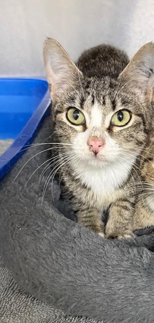 Lacy, ADOPTABLE, Young Female Domestic Short Hair.