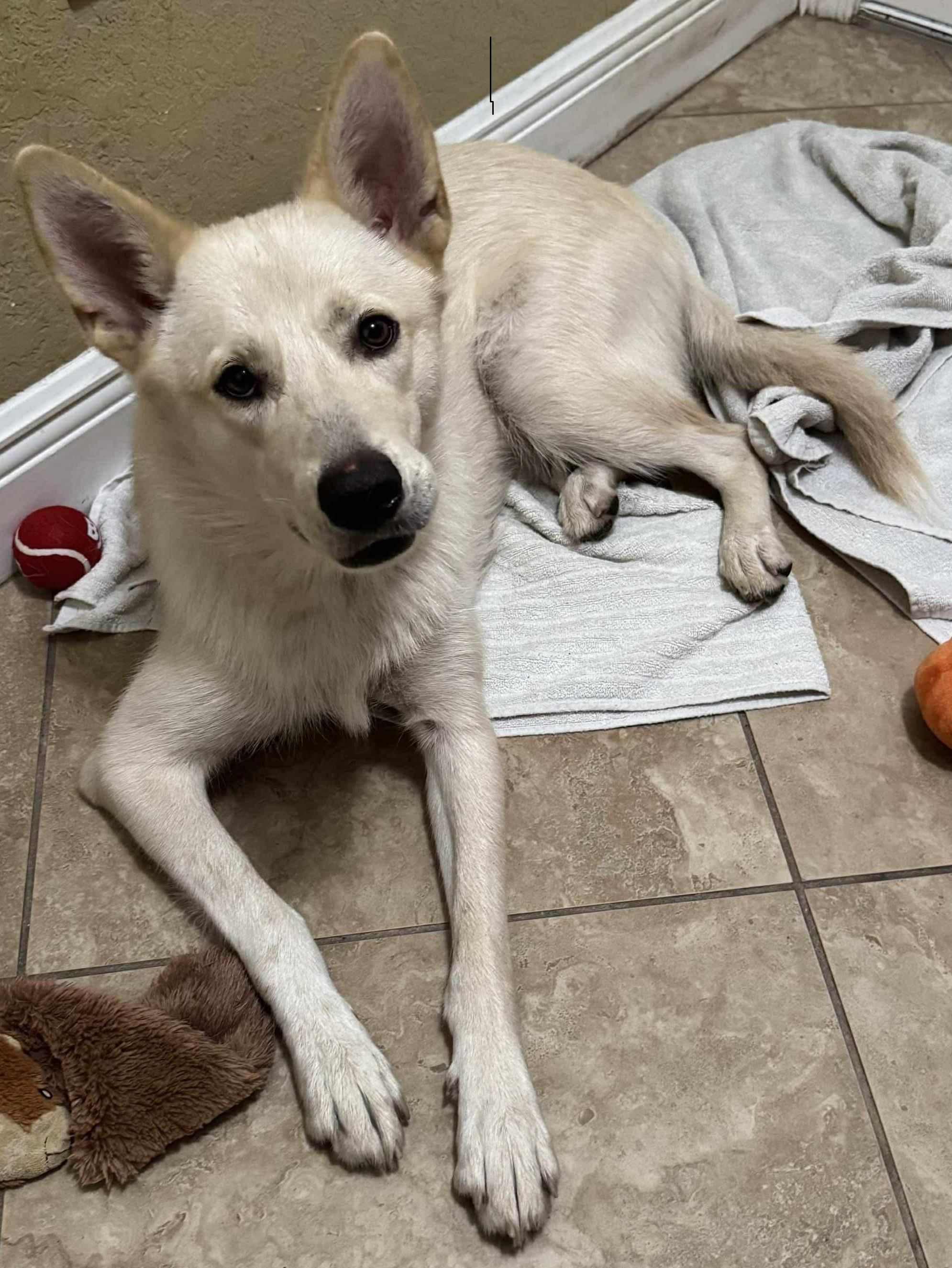 Dutchess, Adoptable, Young Female White German Shepherd & Siberian Husky.