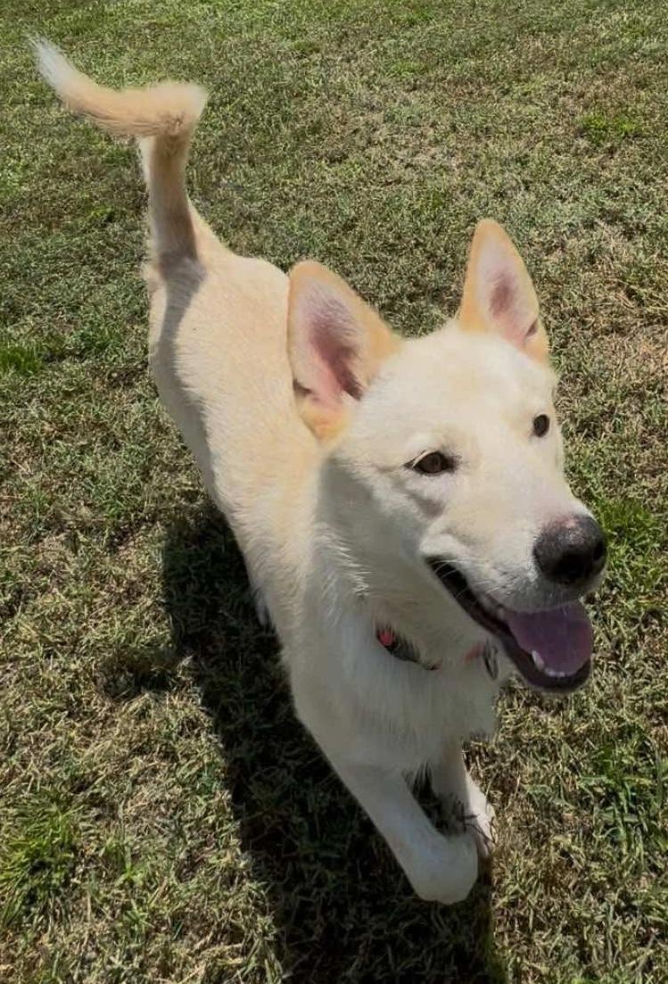 Dutchess, a Adoptable mixed breed in Lakeland, FL image 2/2