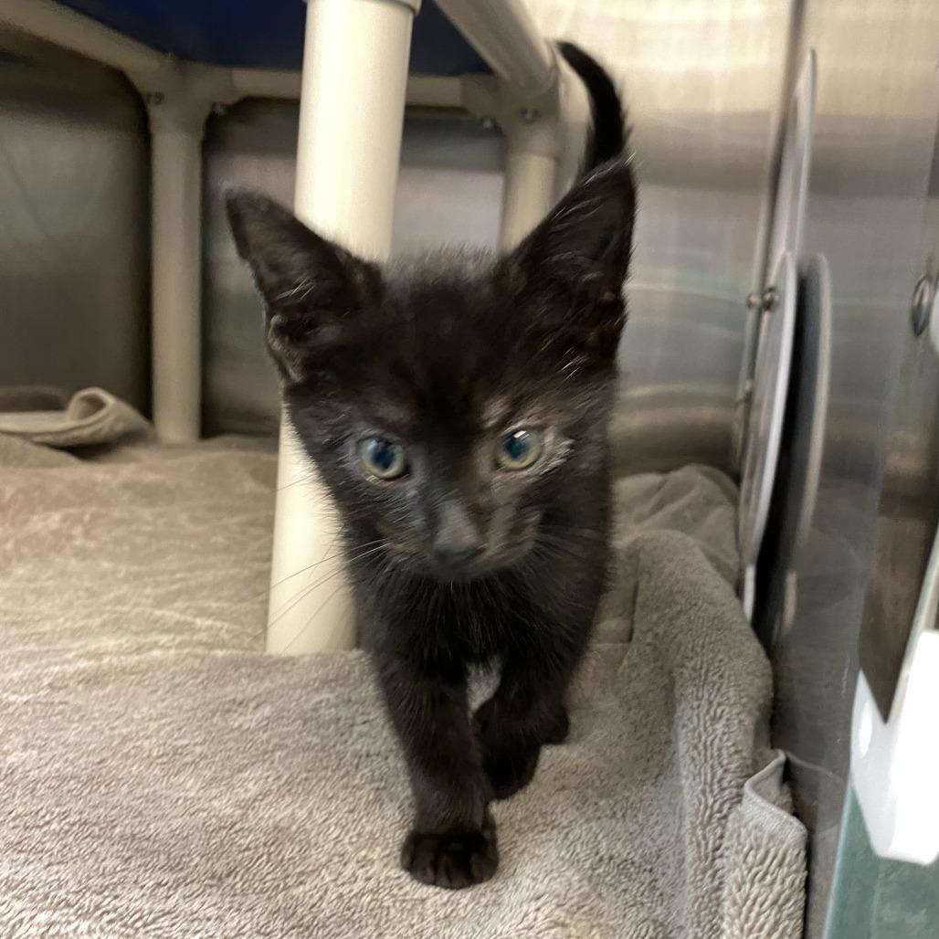 Knight FKA Spunky, Adoptable, Kitten Male Domestic Short Hair.