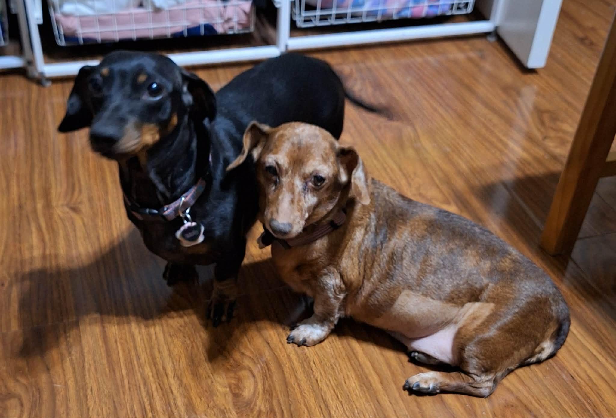 Enlarge Molly (bonded with Pippi), a ADOPTABLE Dachshund in Utterson, ON image 2/2