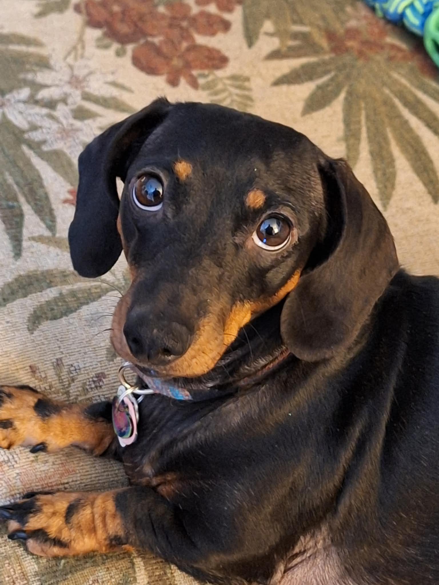 Enlarge Molly (bonded with Pippi), a ADOPTABLE Dachshund in Utterson, ON image 1/2