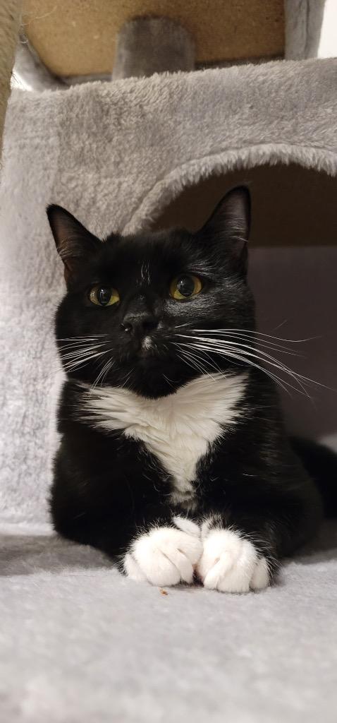 Mai, Adoptable, Young Female Domestic Short Hair.