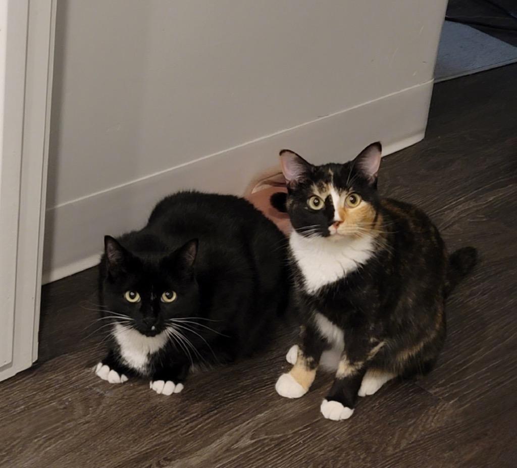 Enlarge Mai, a Adoptable mixed breed in Salt Lake City, UT image 2/3