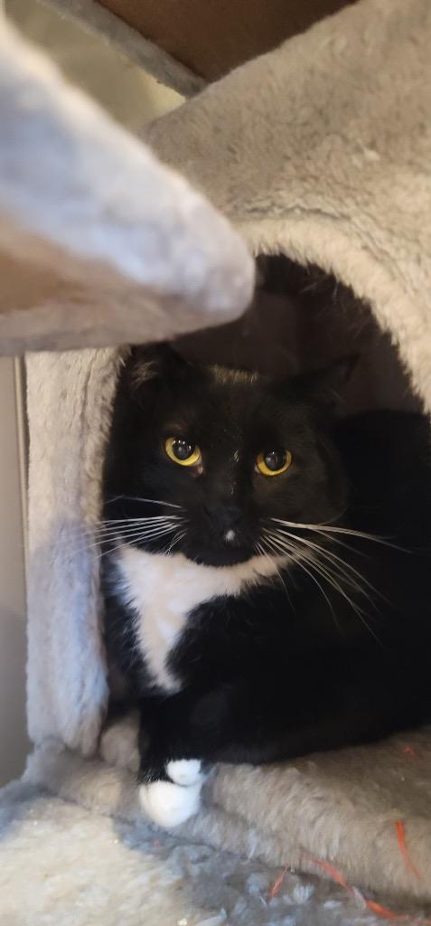 Enlarge Mai, a Adoptable mixed breed in Salt Lake City, UT image 3/3