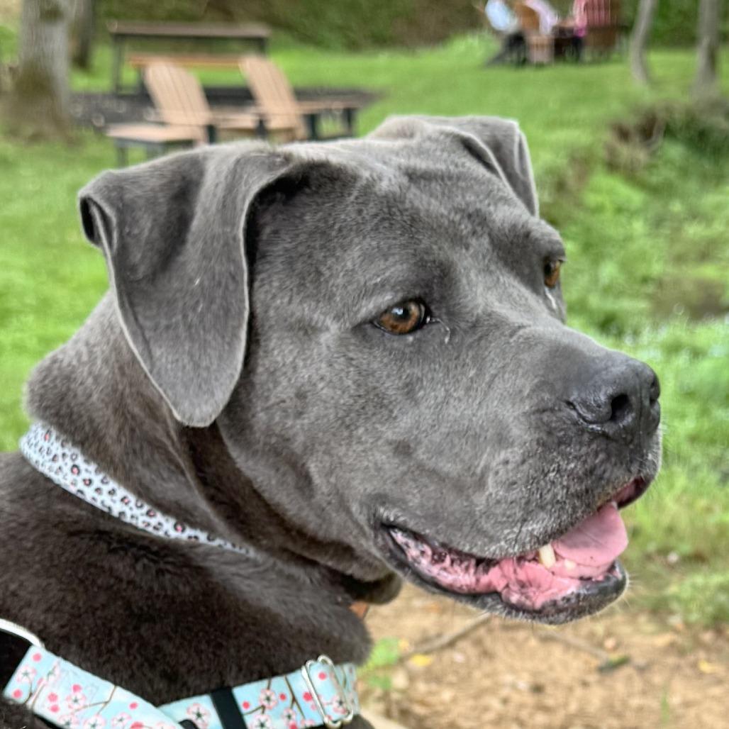 Binky, Adoptable, Adult Female American Bulldog & Pit Bull Terrier.