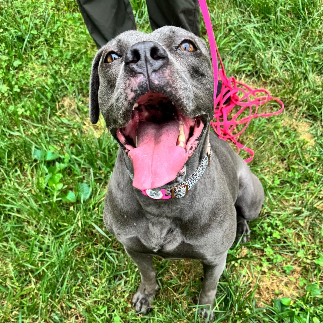 Enlarge Binky, a Adoptable mixed breed in York, PA image 2/6
