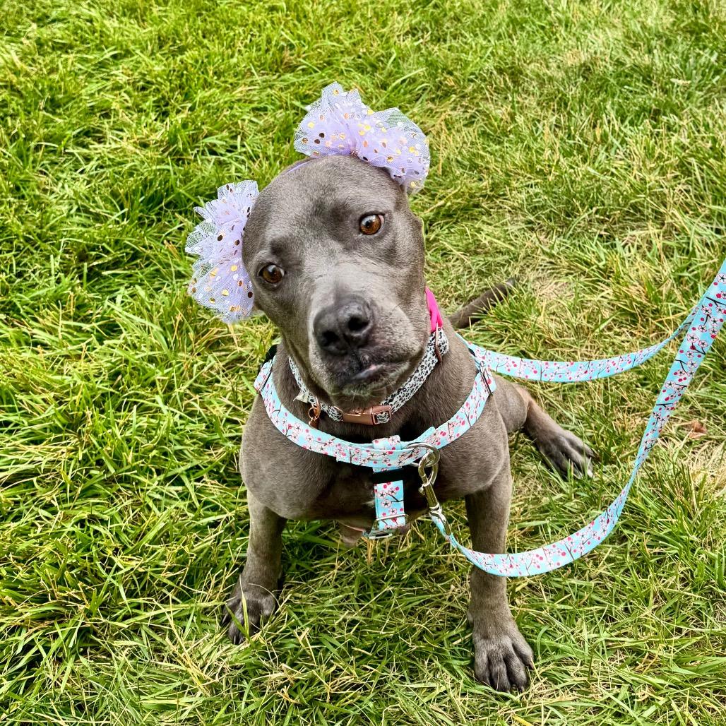 Enlarge Binky, a Adoptable mixed breed in York, PA image 2/6