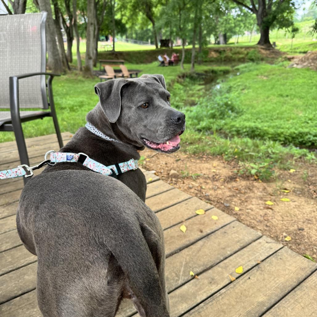 Enlarge Binky, a Adoptable mixed breed in York, PA image 3/6