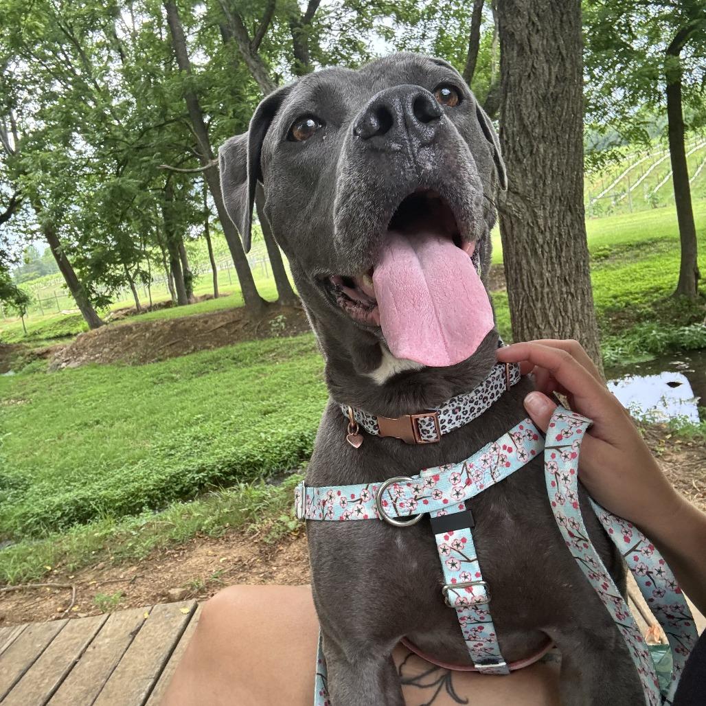 Enlarge Binky, a Adoptable mixed breed in York, PA image 4/6