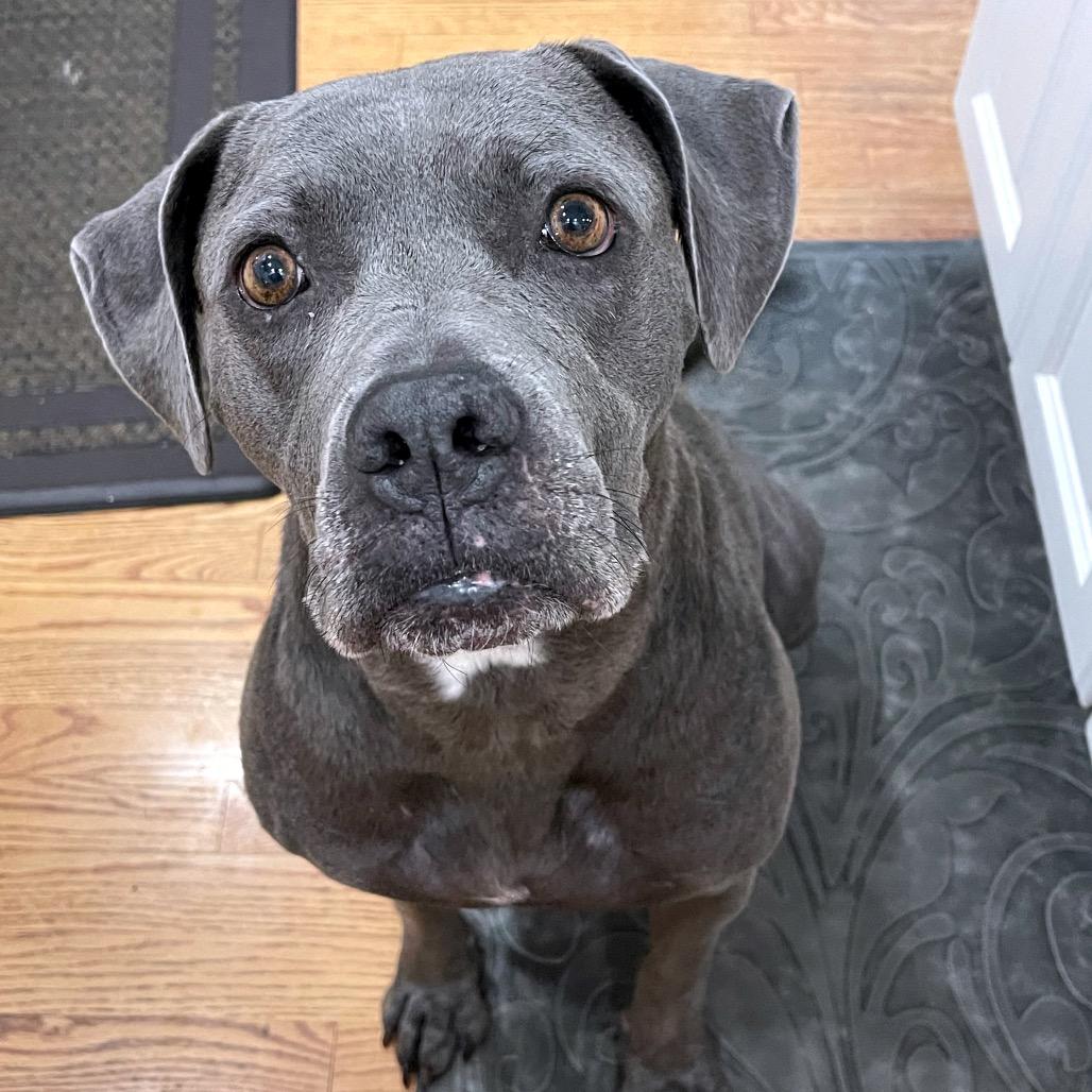Enlarge Binky, a Adoptable mixed breed in York, PA image 6/6