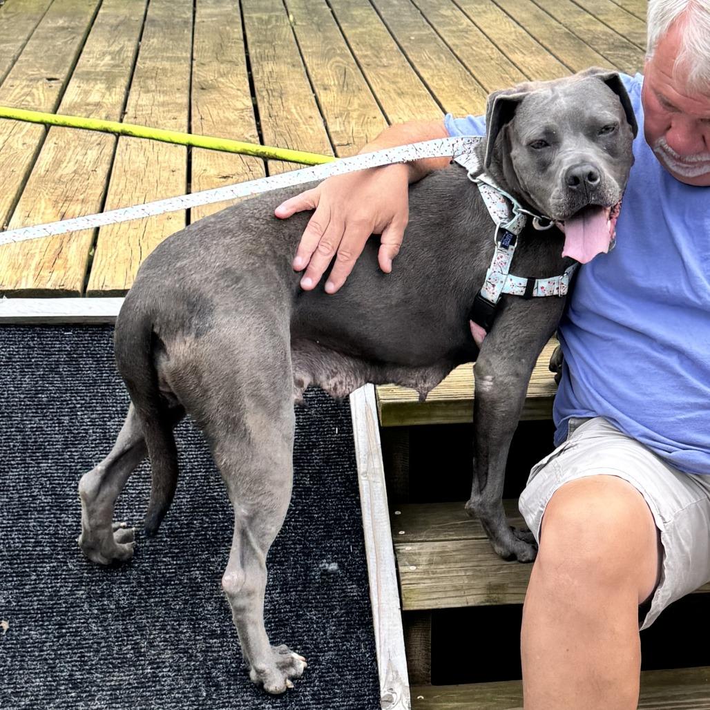 Enlarge Binky, a Adoptable mixed breed in York, PA image 5/6