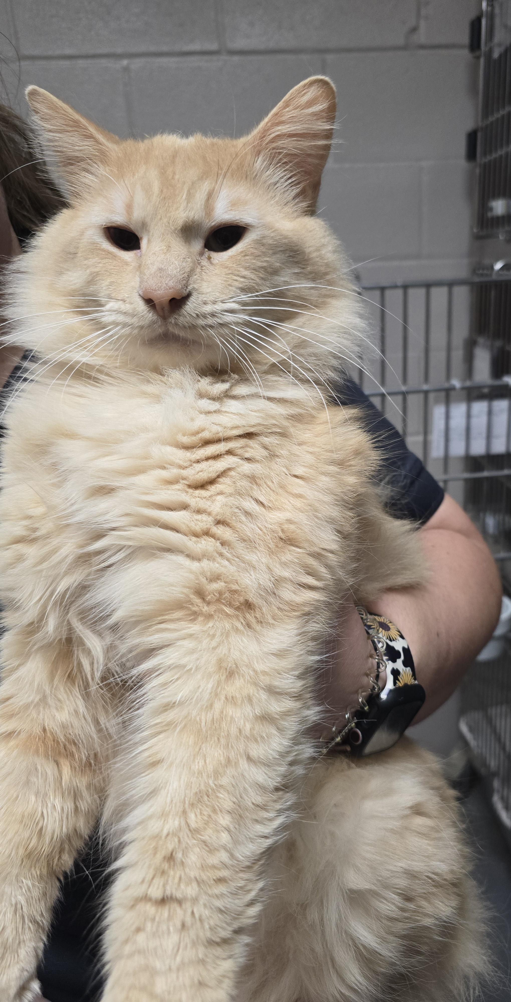 Everett, ADOPTABLE, Adult Male Domestic Medium Hair.