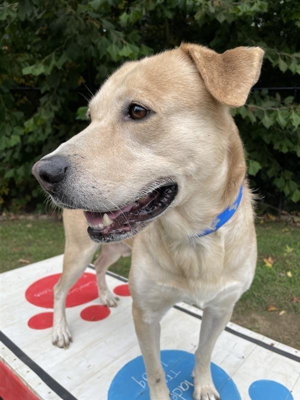 Enlarge Buddy Boy, a Adoptable mixed breed in Prince Frederick, MD image 3/6