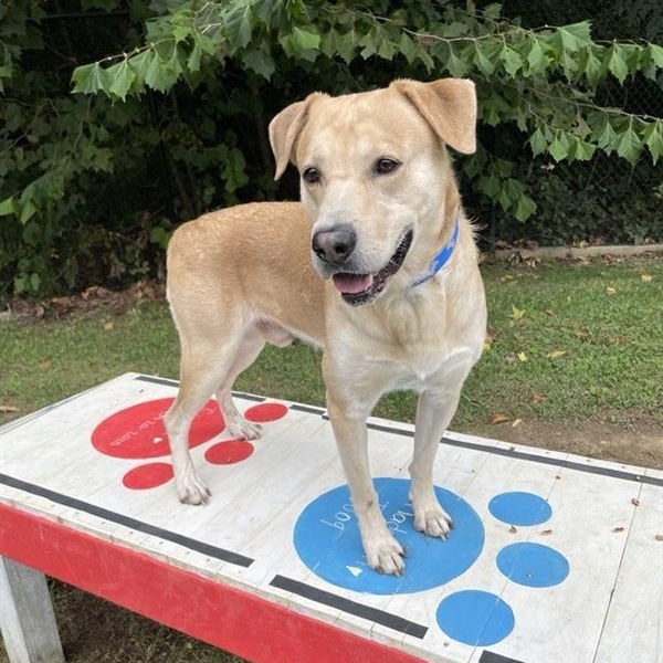 Enlarge Buddy Boy, a Adoptable mixed breed in Prince Frederick, MD image 4/6