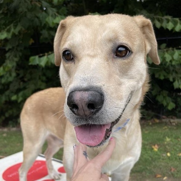 Enlarge Buddy Boy, a Adoptable mixed breed in Prince Frederick, MD image 6/6