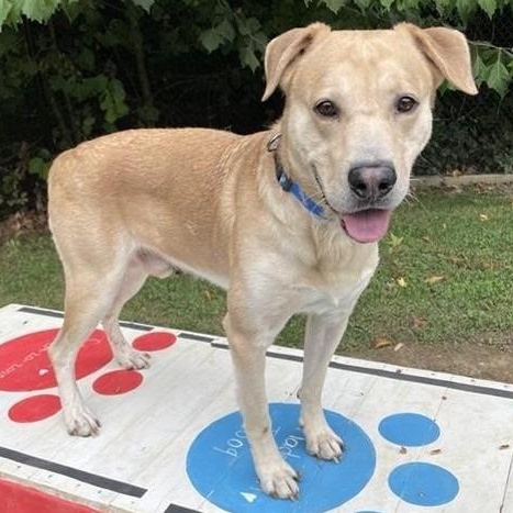 Buddy Boy, Adoptable, Adult Male Labrador Retriever.