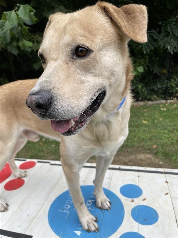 Enlarge Buddy Boy, a Adoptable mixed breed in Prince Frederick, MD image 5/6
