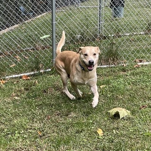 Enlarge Buddy Boy, a Adoptable mixed breed in Prince Frederick, MD image 2/6