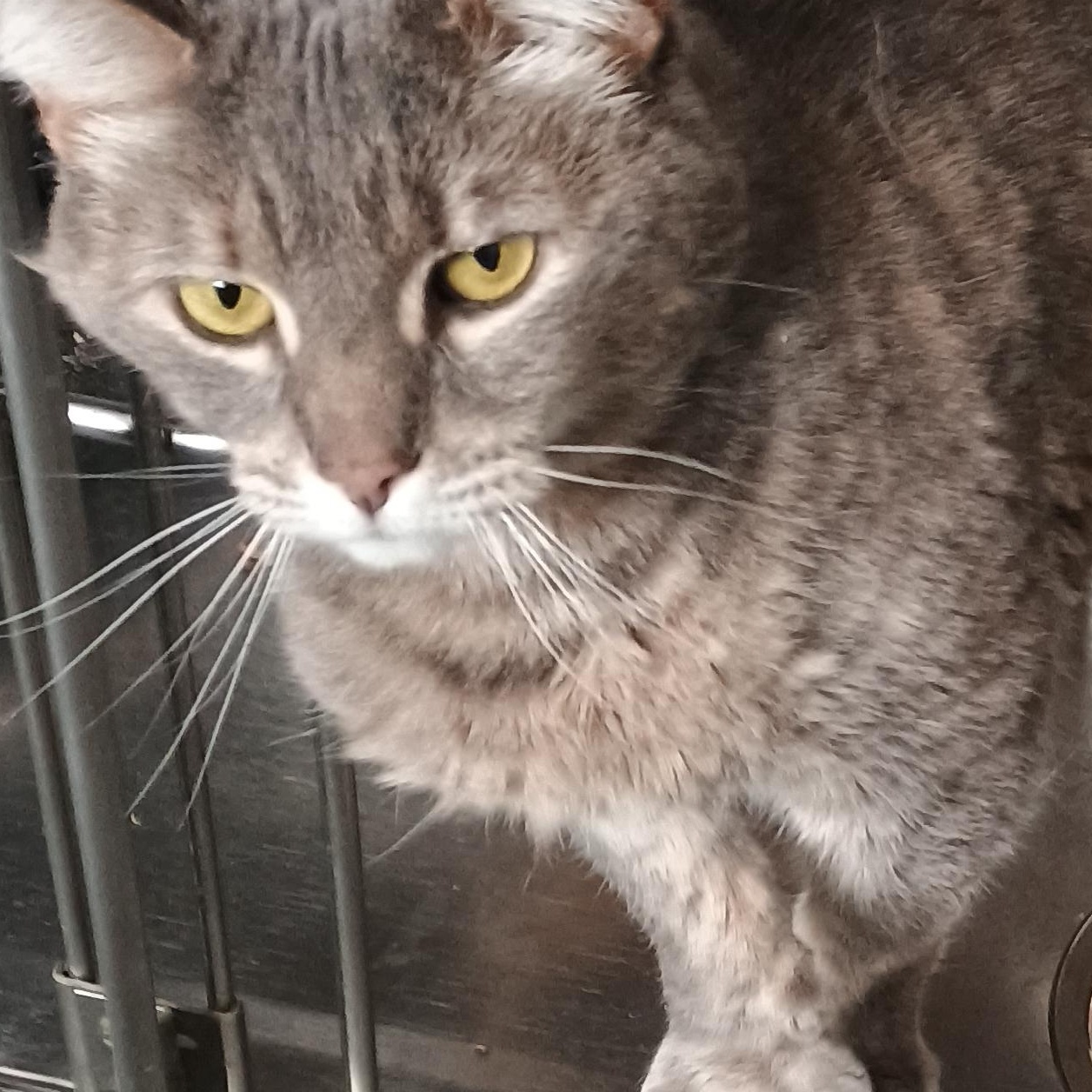 Enlarge TIGGY, a Adoptable Domestic Short Hair in Wolcott, VT image 1/1