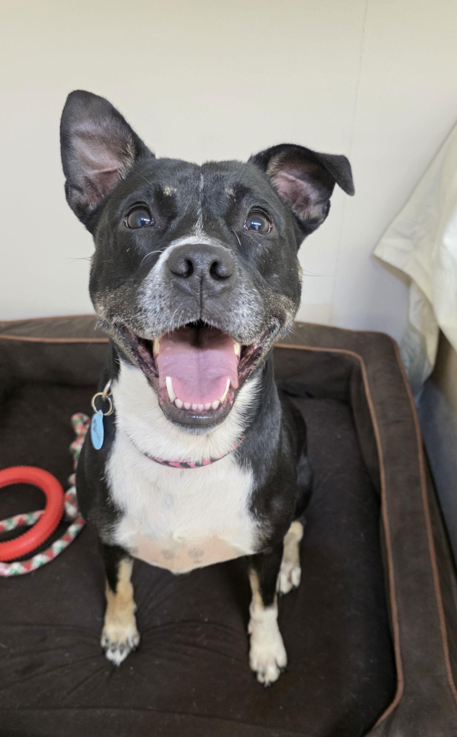 Daisy Dixon thumbnail 2