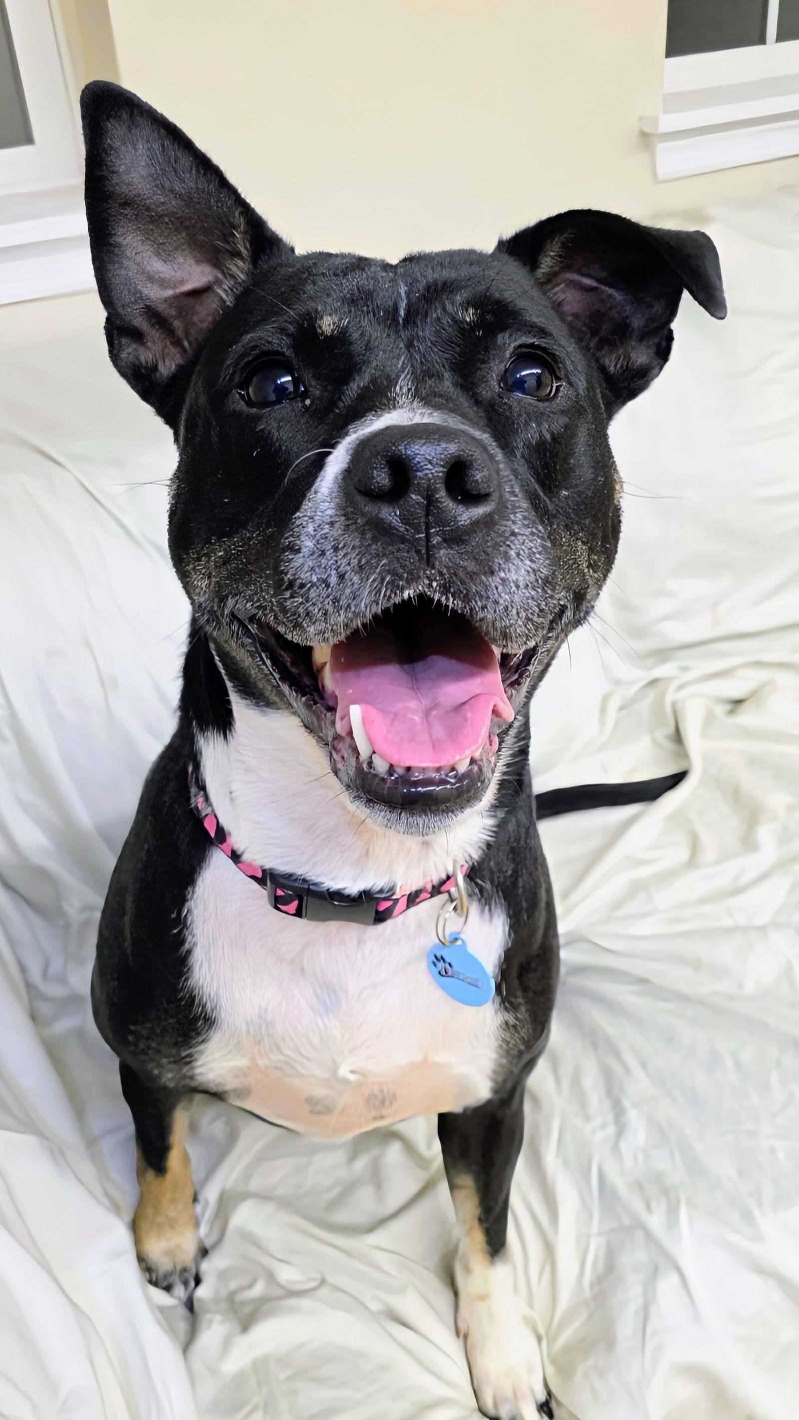 Daisy Dixon thumbnail 3