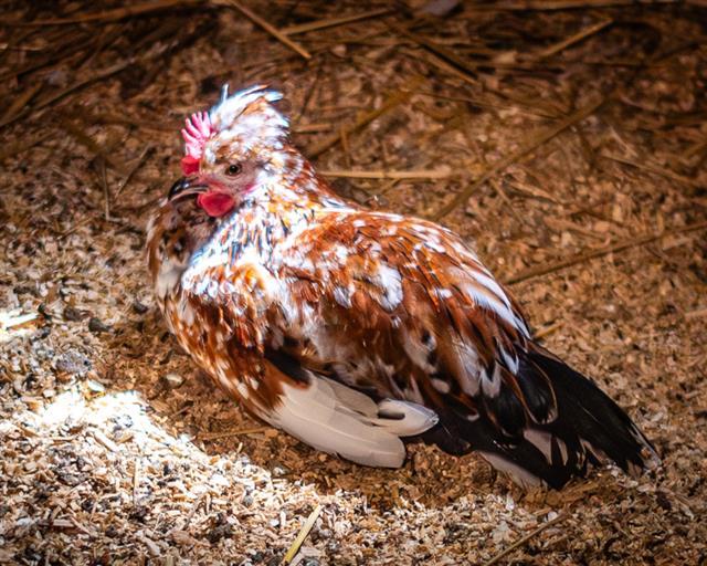 Enlarge MONET, a Adoptable Chicken in Dedham, MA image 1/1
