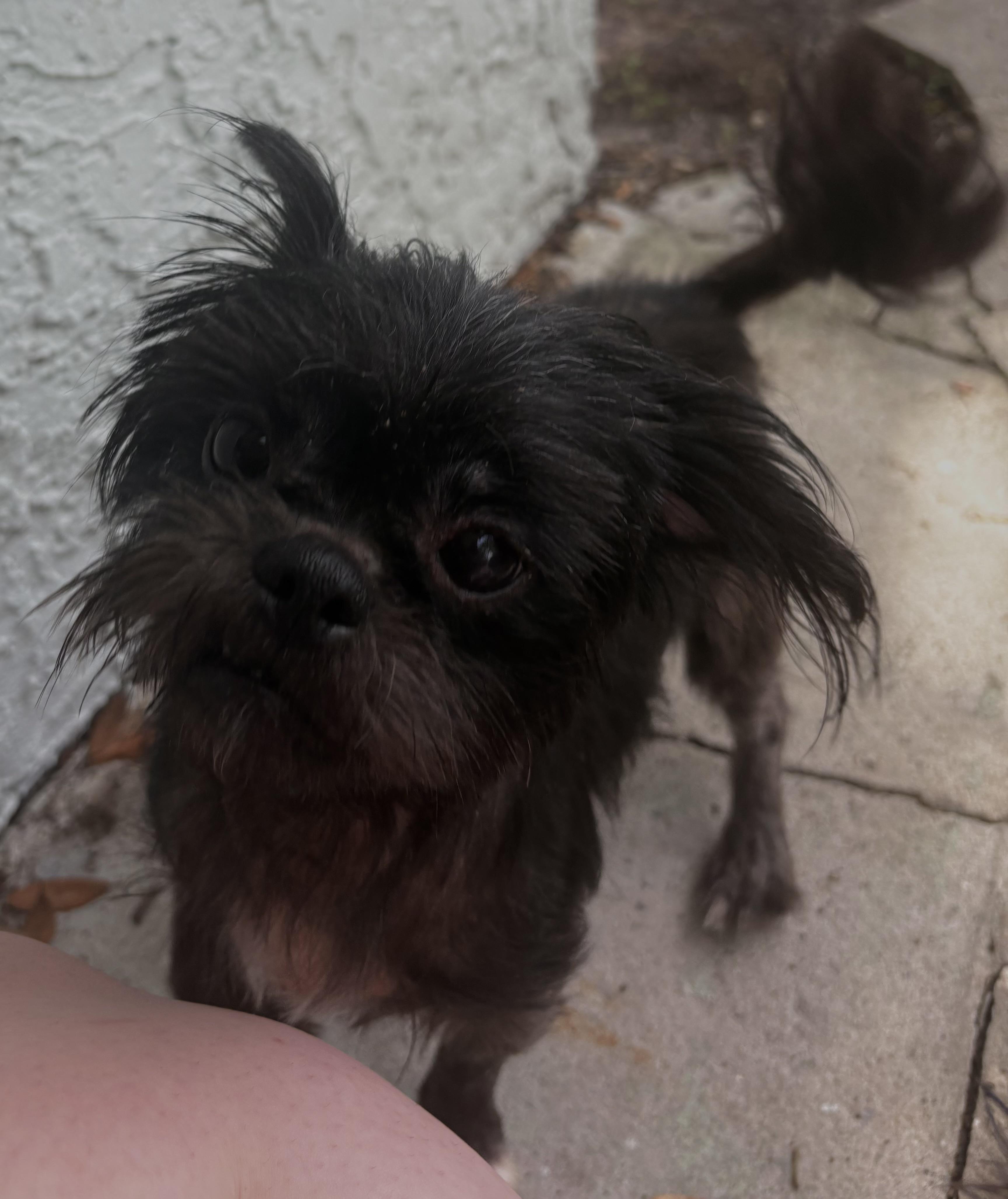 Enlarge Grembalina, an adopted mixed breed in Tampa, FL image 5/6