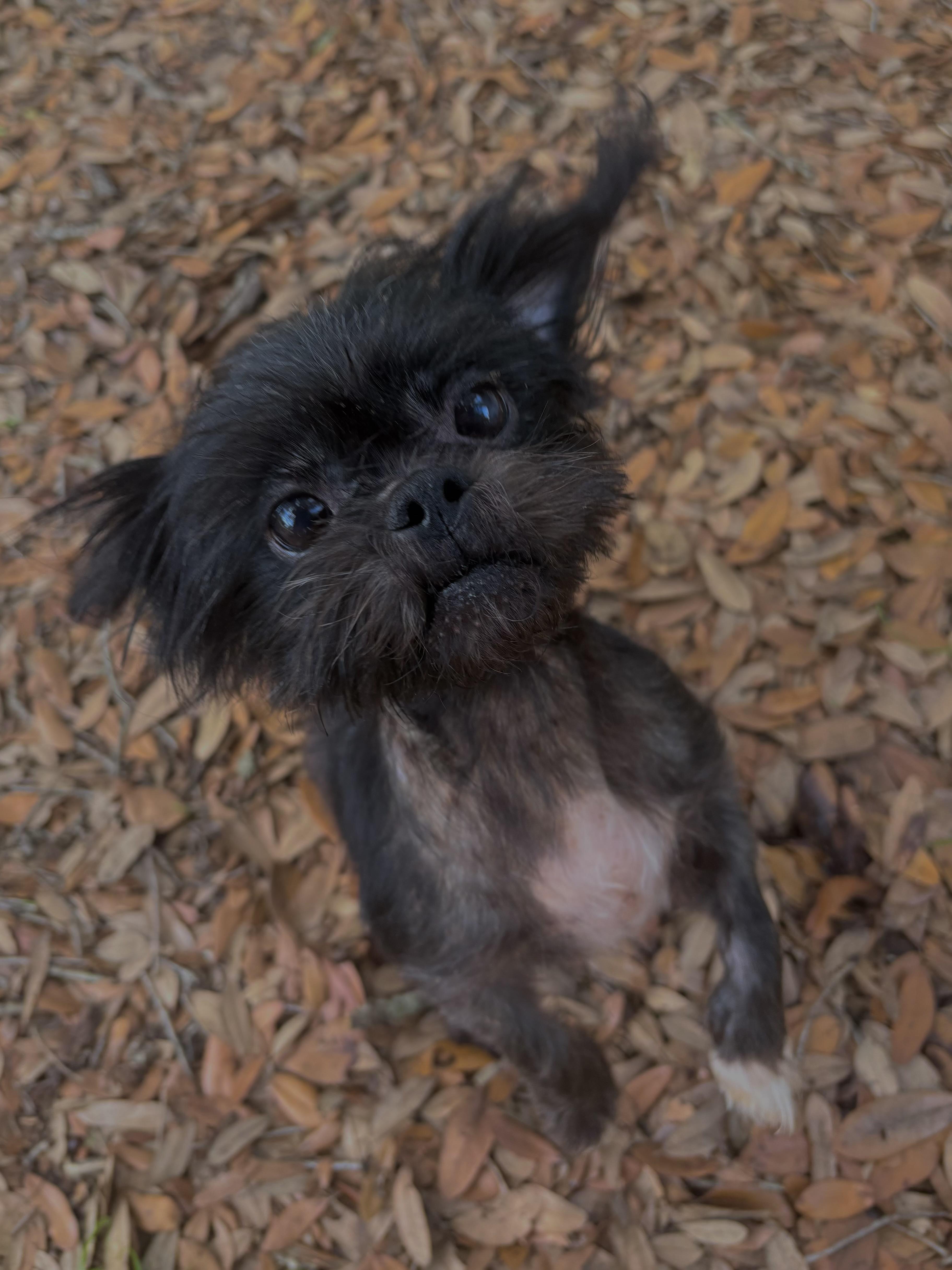 Enlarge Grembalina, an adopted mixed breed in Tampa, FL image 2/6
